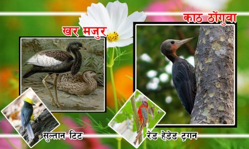 अति संकटापन्न खर मजुर लगायतका चराहरु चितवनको माडीमा भेटिए