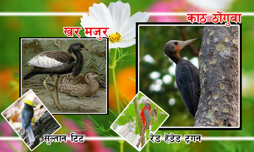 अति संकटापन्न खर मजुर लगायतका चराहरु चितवनको माडीमा भेटिए