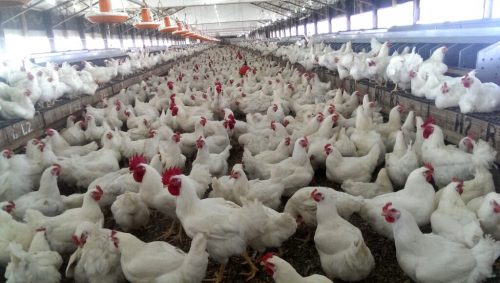 भारतमा बर्डफ्लू भेटियो