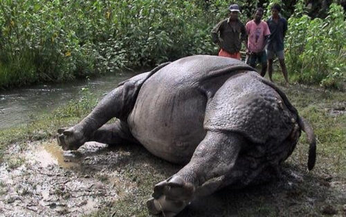 चितवन राष्ट्रिय निकुञ्जमा साउन यता १९ गैँडा मरे