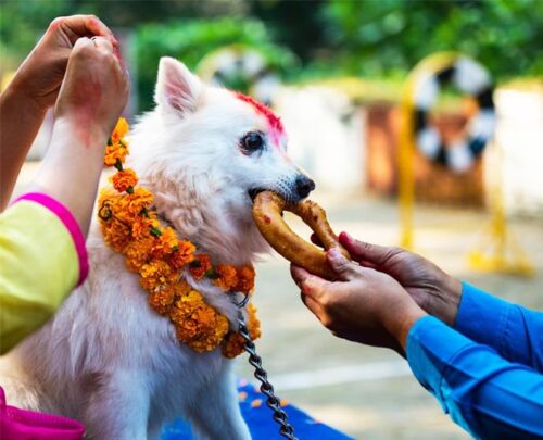 आज कुकुर तिहार र लक्ष्मीपूजा मनाइदैं