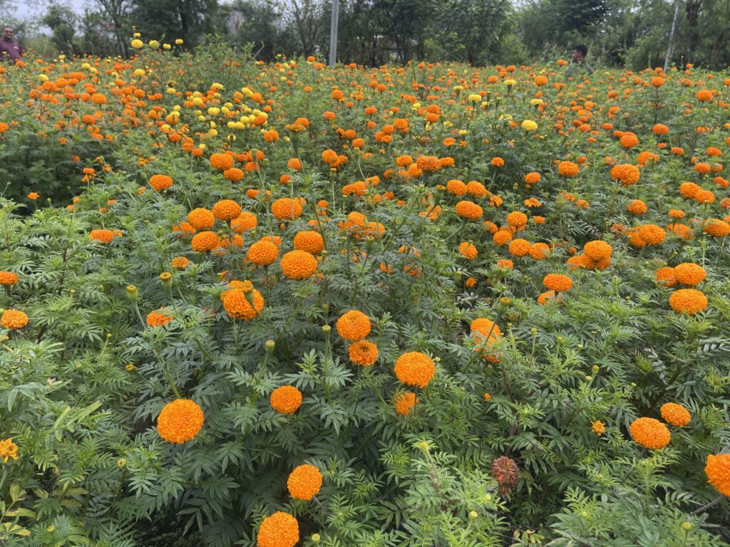 ढकमक्क सयपत्री, बजारको पिरलो