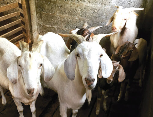 नेपालमा कूल ६ हजार ४ सय ८६ व्यावसायिक पशुपालन फार्म रहेको तथ्याङ्क