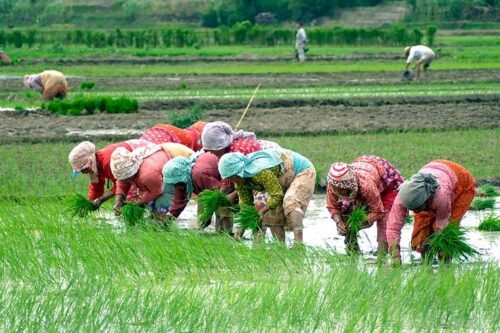किसानलाई चैते धान रोप्न भ्याई-नभ्याई