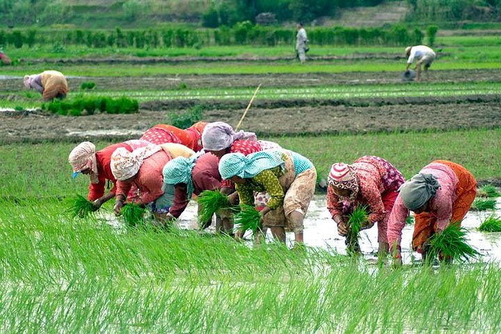 किसानलाई चैते धान रोप्न भ्याई-नभ्याई