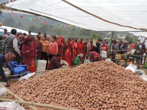 मादीमा गाउँको आलु गाउँमै खोसाखोस