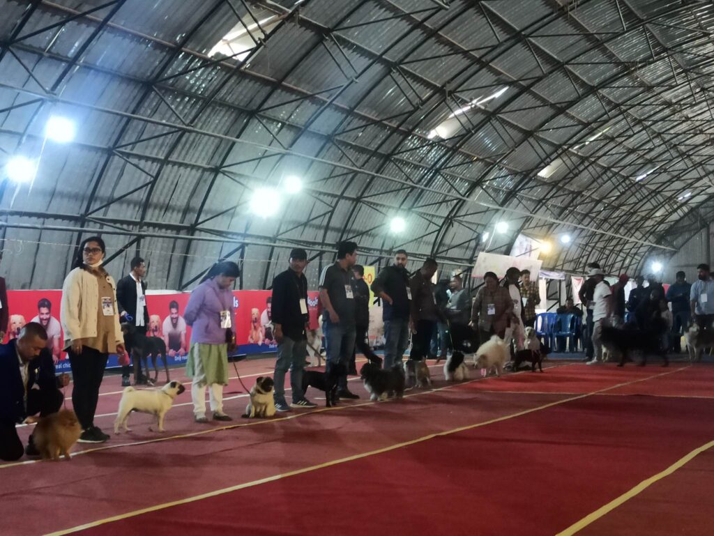 रेड कार्पेटमा कुकुरहरुको राेमाञ्चक ‘क्याटवाक’ !