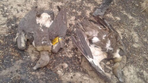 नवलपरासीमा विषाक्त सिनो खाएर मर्ने गिद्धको सङ्ख्या ६ पुग्यो