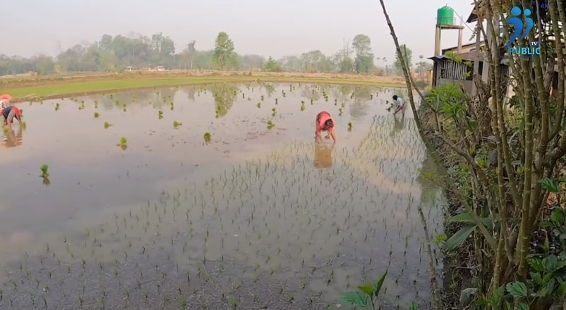 सिमसार क्षेत्रका किसानलाई चैते धान लगाउन भ्याइनभ्याइ
