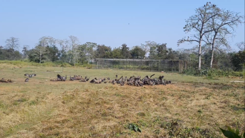 दुर्लभ डङ्गर गिद्दलाई प्राकृतिक बासस्थानमा छोडियो