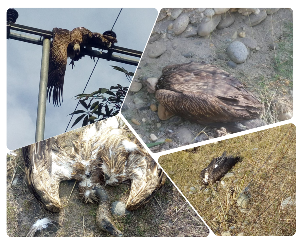 हाइटेन्सन लाइन गिद्धलाई पासो