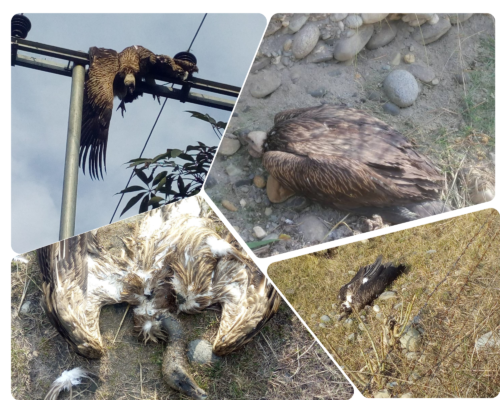 हाइटेन्सन लाइन गिद्धलाई पासो