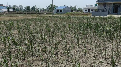 वर्षा नहुँदा सुक्न थाल्यो मकै, नवलपुरका किसान चिन्तामा