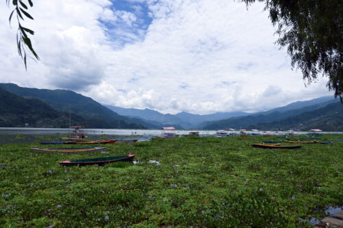 जलकुम्भीले कुरुप फेवाताल (फोटोफिचर)