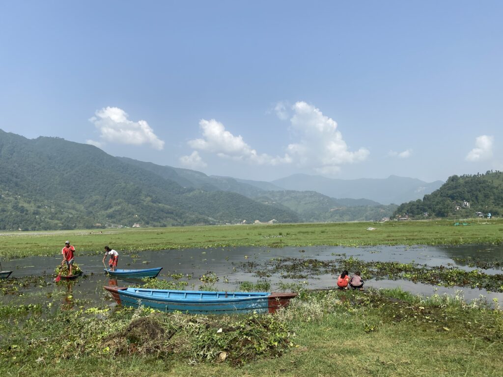 फेवातालको जलकुम्भी झारको बृहत सरसफाइ