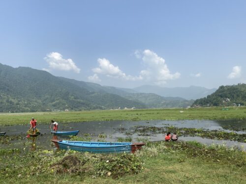 फेवातालको जलकुम्भी झारको बृहत सरसफाइ