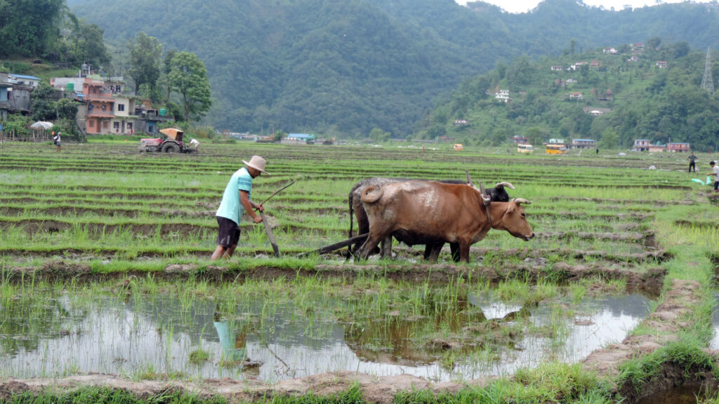गण्डकीमा झण्डै ९० प्रतिशत खेतमा धान रोपाइँ सम्पन्न