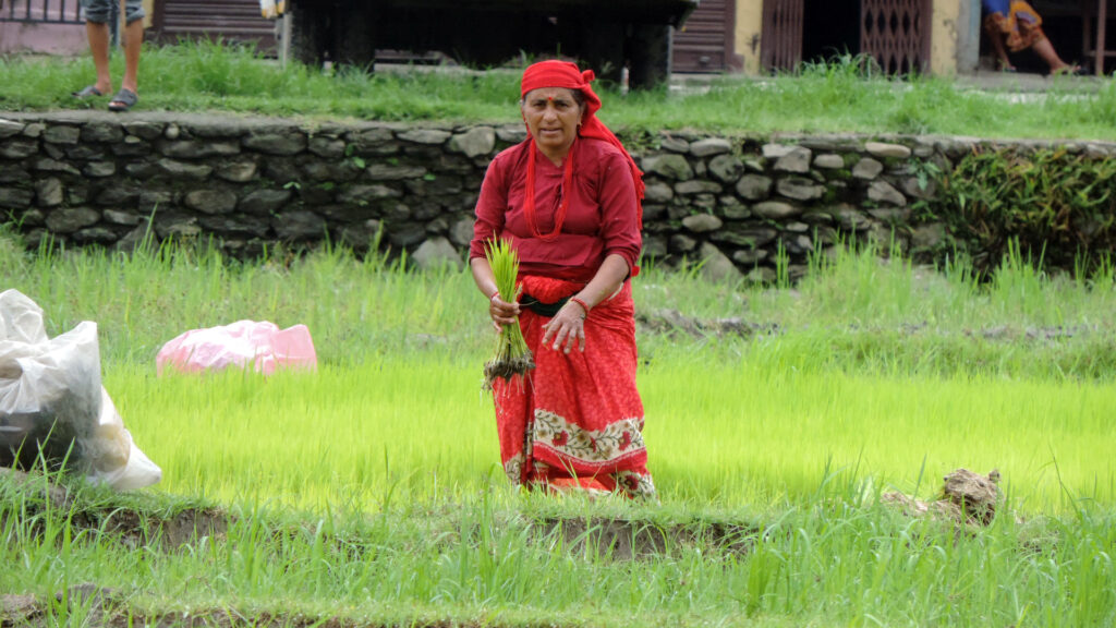 नेपालमा घटे कृषकः ६२ प्रतिशत मात्रै कृषक परिवार