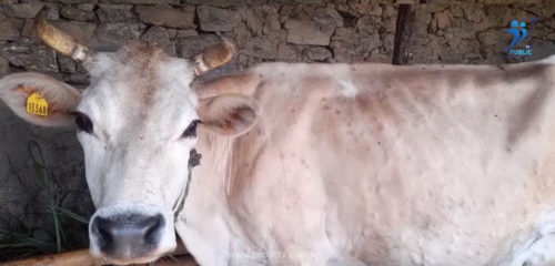 देशभर फैलियो लम्पीस्किन, २८ हजार बढी चौपाया मरे