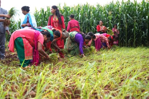 ओझेलमा काेदाे, चर्चामा ‘तीनपाने’ 