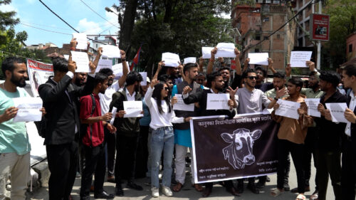 गौहत्या विरुद्ध माईतिघरमा विद्यार्थीहरूको प्रदर्शन