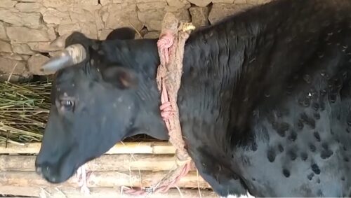 लम्पी स्किन पीडित किसानलाई राहत दिने सरकारको तयारी