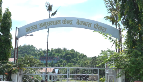माछाका भुरा किन्न मत्स्य केन्द्रमा किसानको भिड
