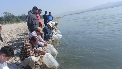 नारायणी नदीमा २ हजार माछाका भुरा छोडियो
