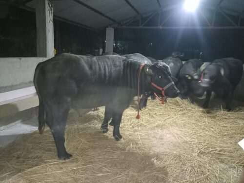 पोखराको क्वारेन्टिनमा ७ मुर्रा राँगा, प्रशिक्षणपछि मात्रै वीर्य संकलन