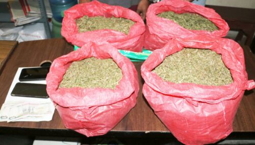 १४ किलो गाँजासहित तीन जना पक्राउ
