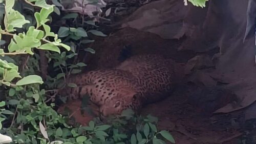 स्यालको लागि थापेको पासोमा चितुवा परेपछि…