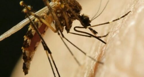 देशभर डेंगु संक्रमण तीव्ररूपमा फैलियो, संक्रमितको संख्या १९ हजार नाघ्यो