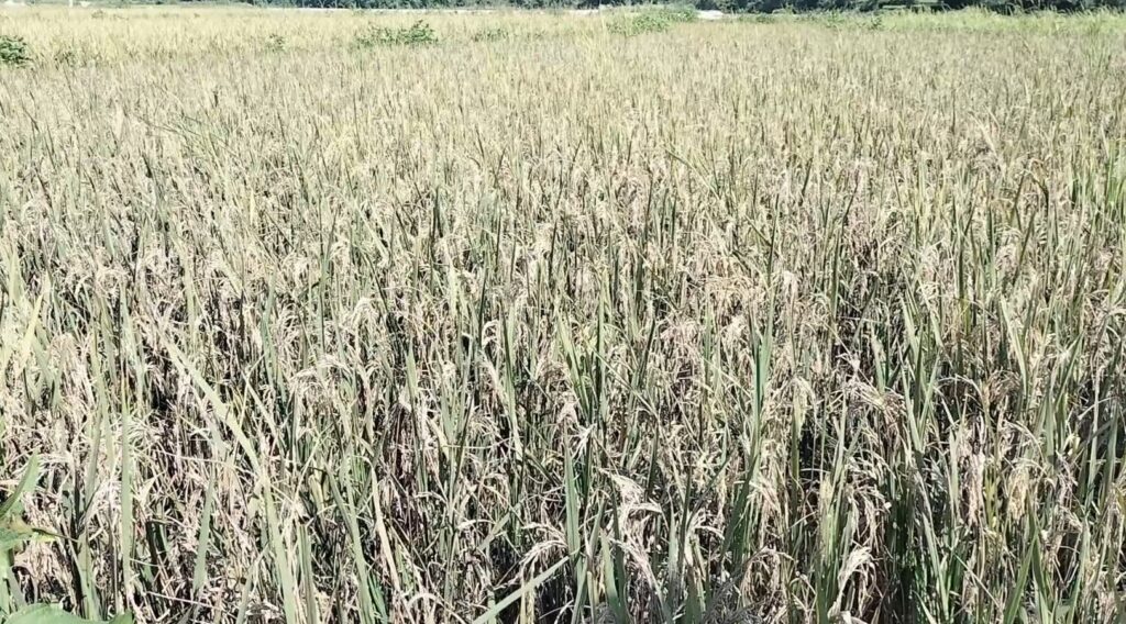 भीरकोट बलमाटाको फाँटमा अनुदानमा लगाएको धानमा भुसैभुस, किसान चिन्तित