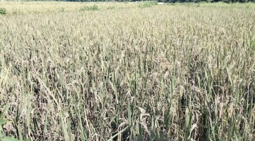 भीरकोट बलमाटाको फाँटमा अनुदानमा लगाएको धानमा भुसैभुस, किसान चिन्तित