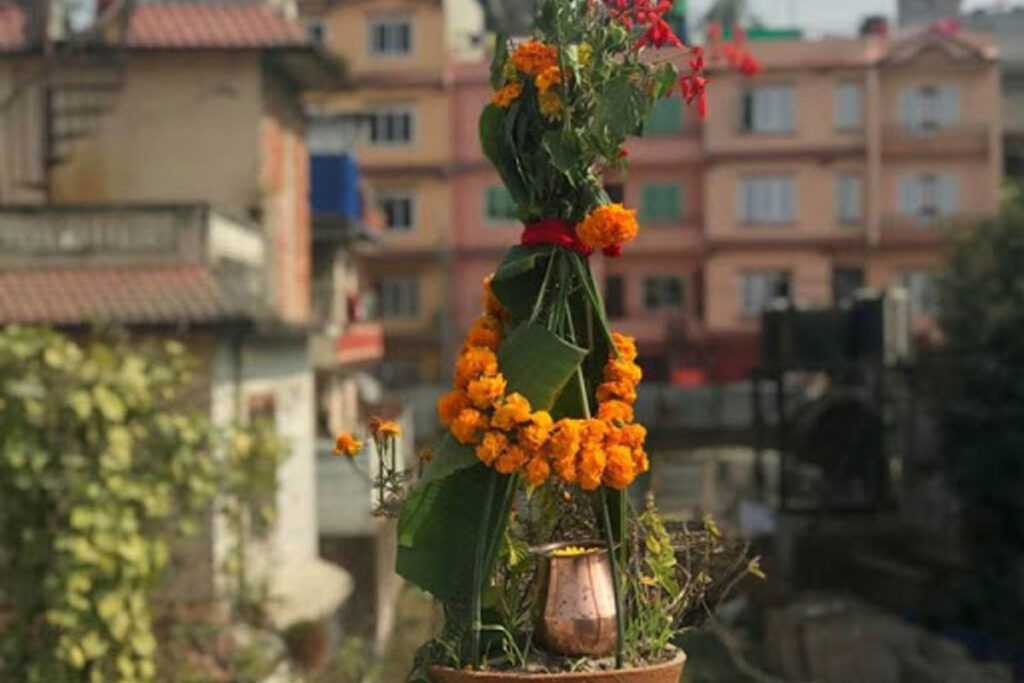 आज हरिबोधिनी एकादशी, तुलसीको विवाह गर्ने दिन