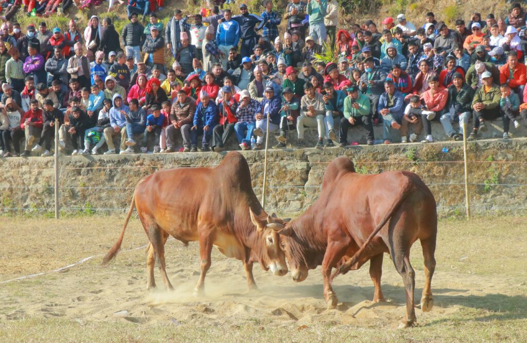 माघे संक्रान्तिमा गोरखाको घैरुङमा जुधाइयो ९ हल गोरू