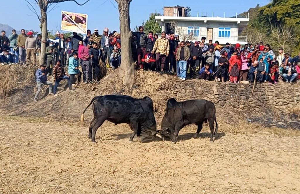 लमजुङमा गोरु जुधाई प्रतियोगिता सम्पन्न, भानु–१० दुधेकुनाका विष्णु रावलको गोरु भयो प्रथम
