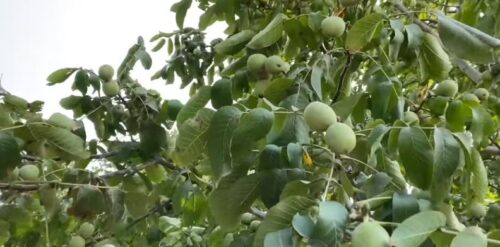गोरखामा ५ सय रोपनी बाँझो जमिनमा व्यावसायिक ओखरखेती शुरू