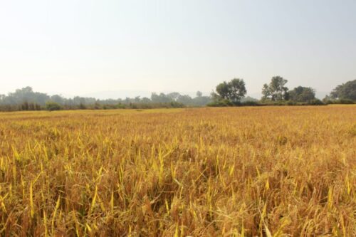 सरकारले चैते धानको न्यूनतम समर्थन मूल्य २ हजार ८ सय ६९ पैसा तोक्यो