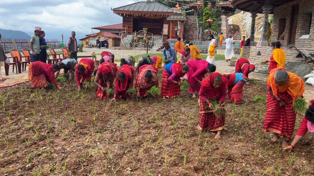 शालग्राम संग्रहालय परिसरमा घइया धान रोपाइँ