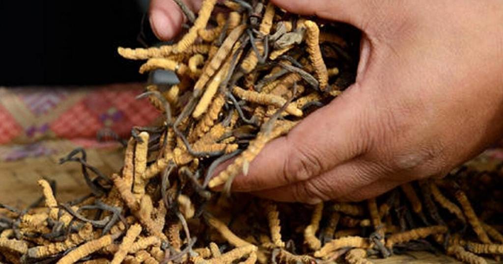 बुकीबाटै यार्सागुम्बाको अवैध निकासी