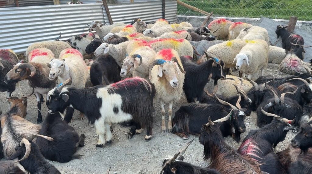 दशैंका बेला भेडाच्यांग्रा बेचेर मुस्ताङमा भित्रियो साढे ३६ करोड