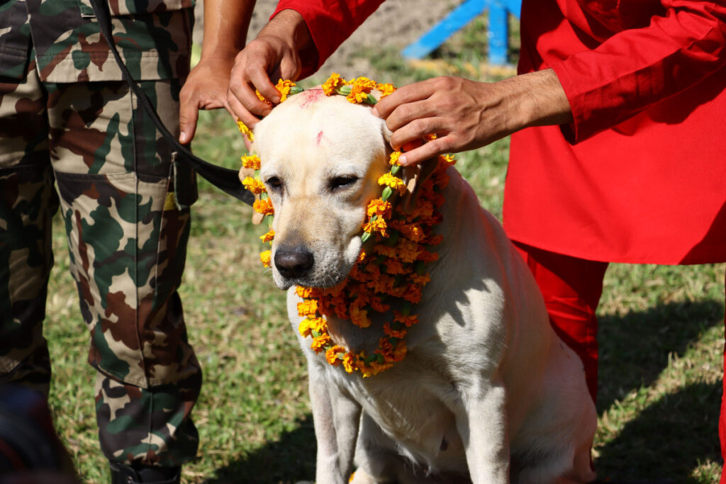 कुकुर तिहार मनाईयो