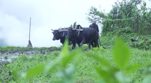 देशभर धान रोपाइँको गति सुस्त, हालसम्म ४५ प्रतिशत मात्र सम्पन्न