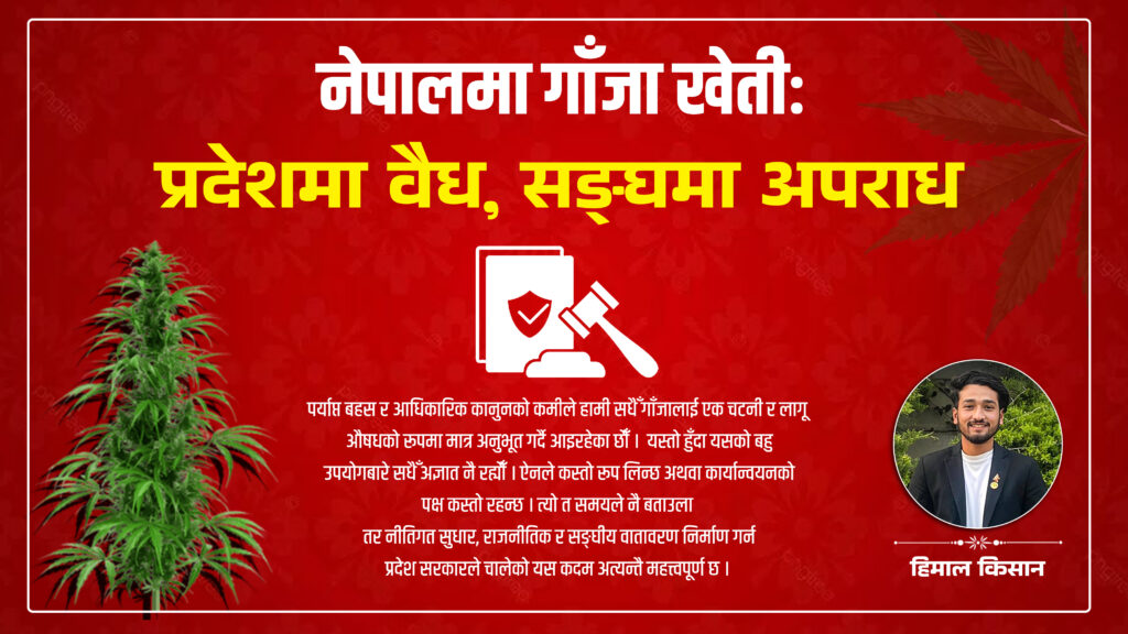 नेपालमा गाँजा खेतीः प्रदेशमा वैध, सङ्घमा अपराध