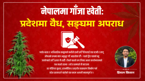 नेपालमा गाँजा खेतीः प्रदेशमा वैध, सङ्घमा अपराध