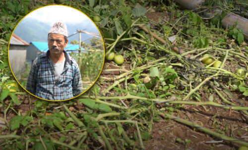 हावाहुरीले बुढीचौरका गोलभेँडा खेतीमा क्षति, किसानको लगानी जोखिममा