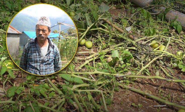 हावाहुरीले बुढीचौरका गोलभेँडा खेतीमा क्षति, किसानको लगानी जोखिममा