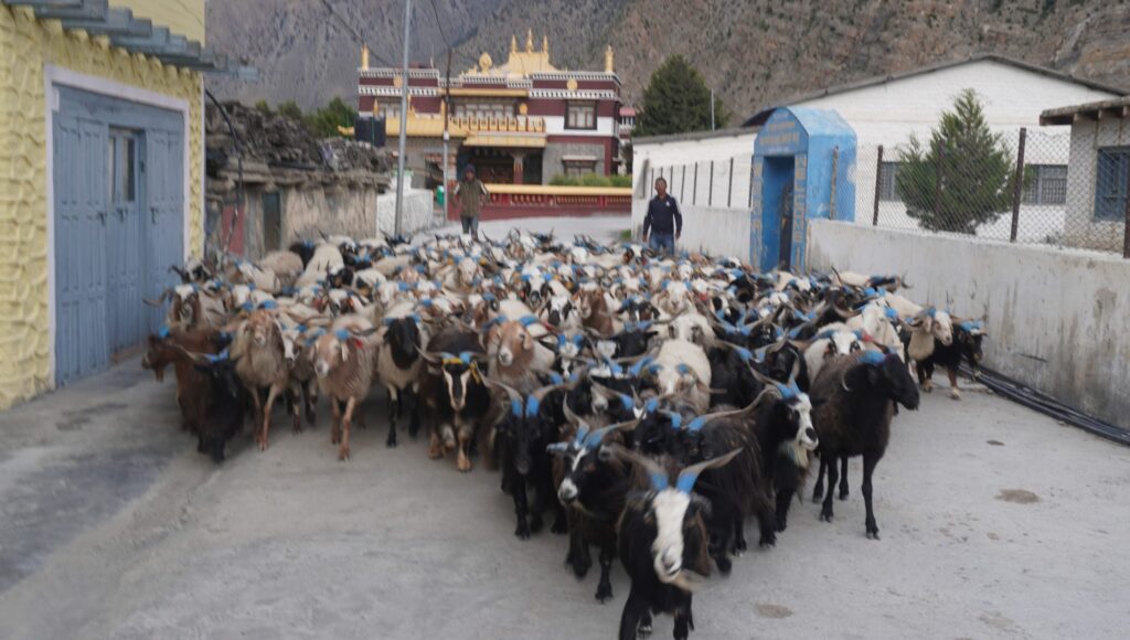 दशैंमा मुस्ताङको बाटो हुँदै ३५ करोडको भेडाच्याङ्ग्रा बिक्री