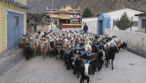 दशैंमा मुस्ताङको बाटो हुँदै ३५ करोडको भेडाच्याङ्ग्रा बिक्री